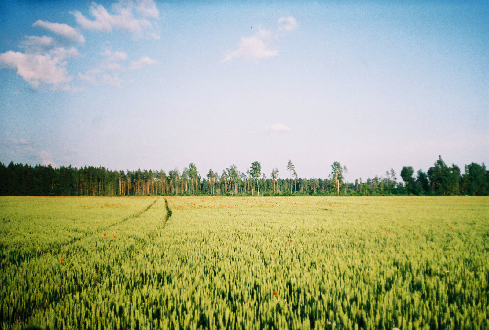 letní, nebe, film, pole, mraky, analogový, les, 35MM, les, Estonsko, pšenice, vlčí mák, zenit, Eesti, zenitet