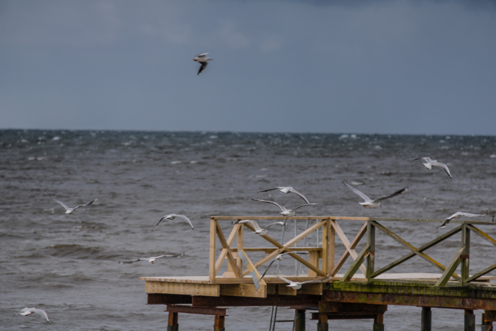 hav, Bugt, vand, kyst, himmel, strand, kyst, Sky, fugl, ocean, himmel, Vatten, hav, Moln, f gel, stersj n, s dersl tt, Smygehamn, exif model canoneos760d, geocountry, kamera gør kanon, geocity, kameramodel canoneos760d, geostate, geolocation, exif linse efs18200mmf3556is, exif åbning 56, exif focallength 200mm, exif gøre kanon, exif isospeed 160, måge, dårligt vejr, darksky, d ligtv der, havfugle