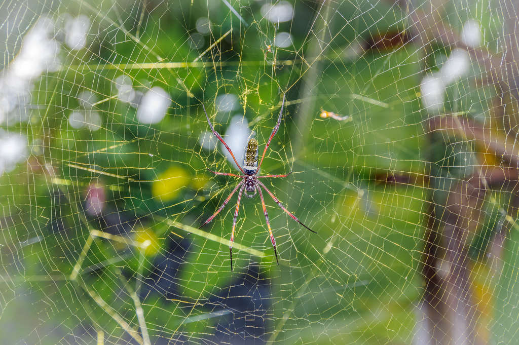 Mtsapere, Mamoudzou, Mayotte, yt, N phile, dor e, pavouk, web, Nephila, Inaurata, madagascariensis, Redlegged, zlatý, koule