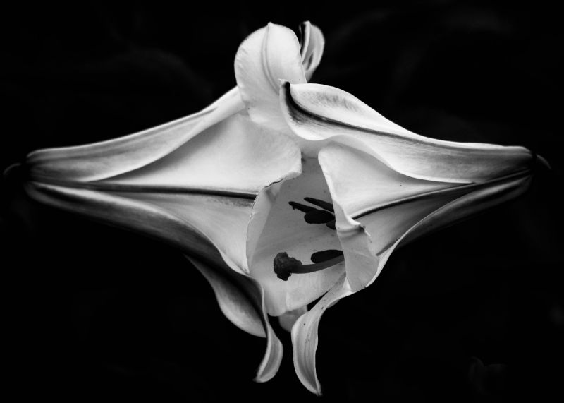 hvid, sort og hvid, sort, blomst, monokrom fotografering, stadig liv fotografering hvid, sort og hvid, sort, blomst, monokrom fotografering, stadig liv fotografering