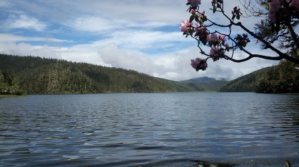 Lake Agnes, flower bow, water