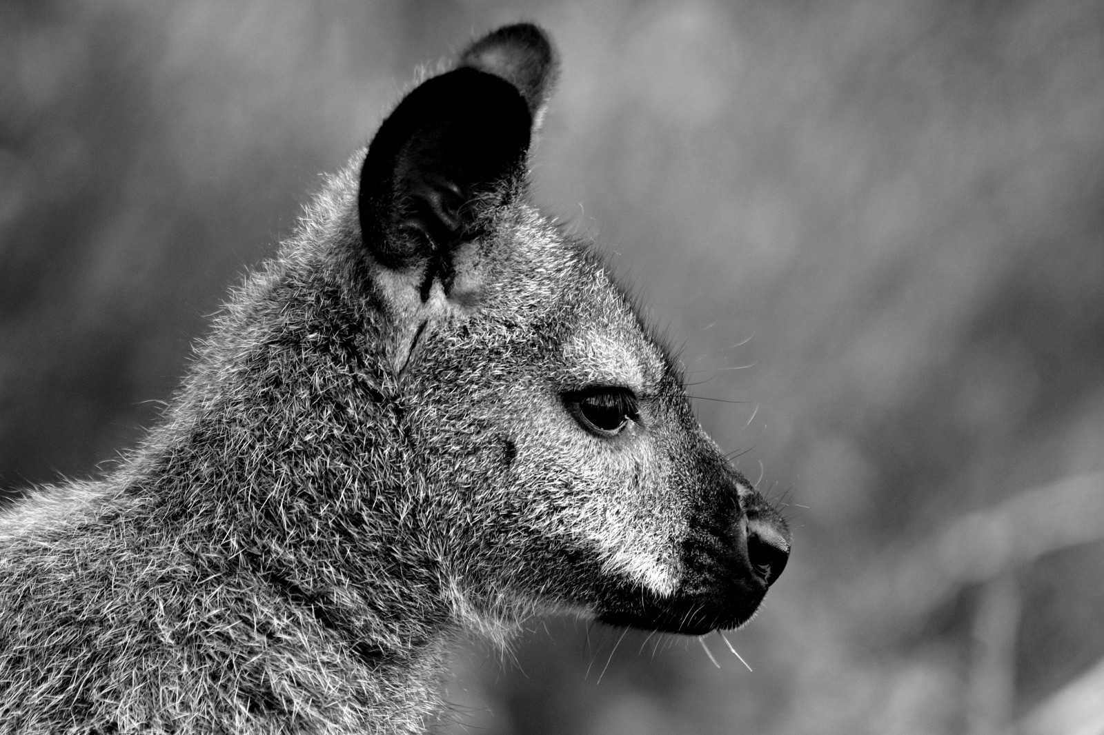 černobílý, fotografování, profil, Volně žijících živočichů, textura, srst, nos, kníry, Spojené království, červen, uši, klokan wallaby, 2014, strom, tělesné, fauna, savec, Hampshire, Černý a bílý, monochromatické fotografování, čenich, stevemaskell, Hants, vačnatec, Marwell, zajatý, Bwchallenge, terrestrial animal