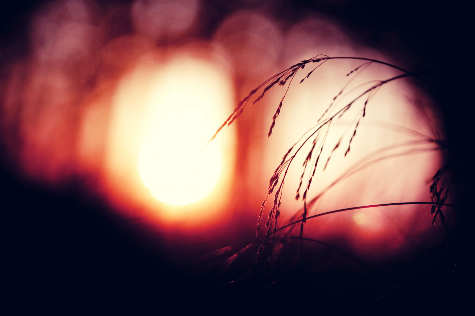 slunečnímu záření, západ slunce, Červené, rostliny, slunce, kruh, atmosféra, světlo, tma, počítač tapeta, makro fotografie