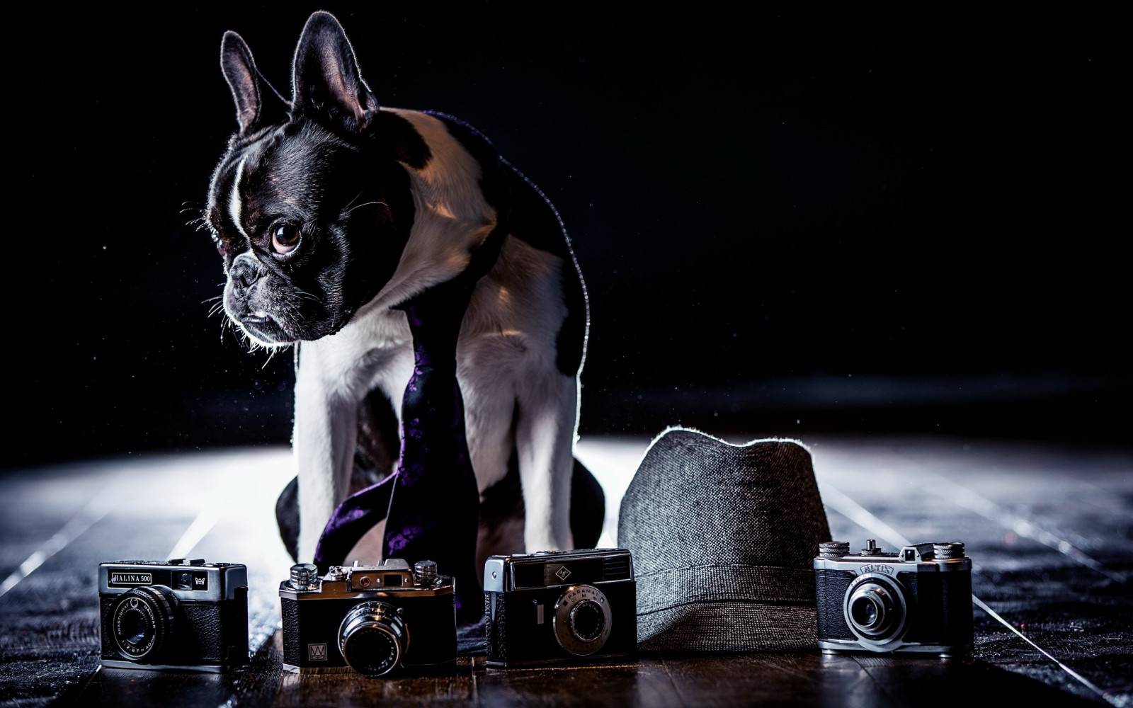 Wallpaper : bulldog, costume, cameras, shadow, tie, dog 2560x1600 ...