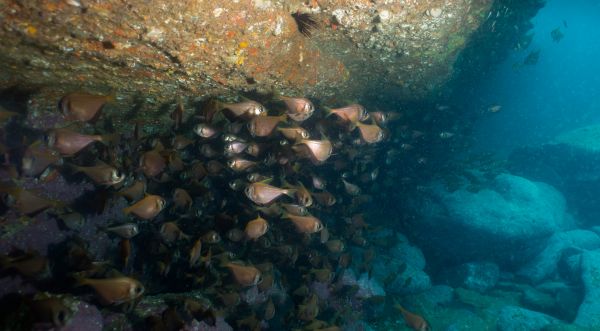 sea,water,underwater,rock,fish,coral