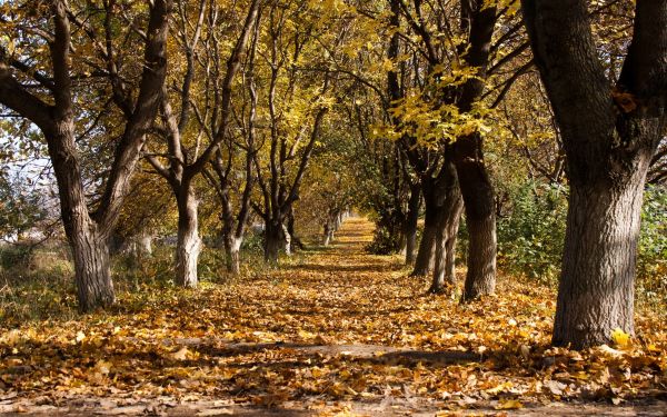 autumn,trees,leaf fall,october,trunks,withering