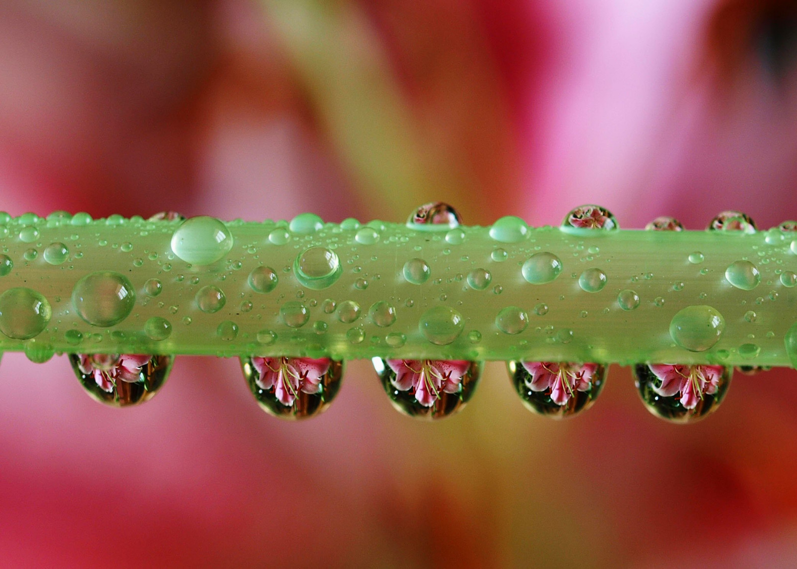 voda, makro, rosa, Olympus, pokles, kapičky, okvětní lístek, anawesomeshot, flickrsbest, E510, zblízka, makro fotografie, závod stonek, vlhkost, addictedtoflickr, refrakce, addictedtohighquality