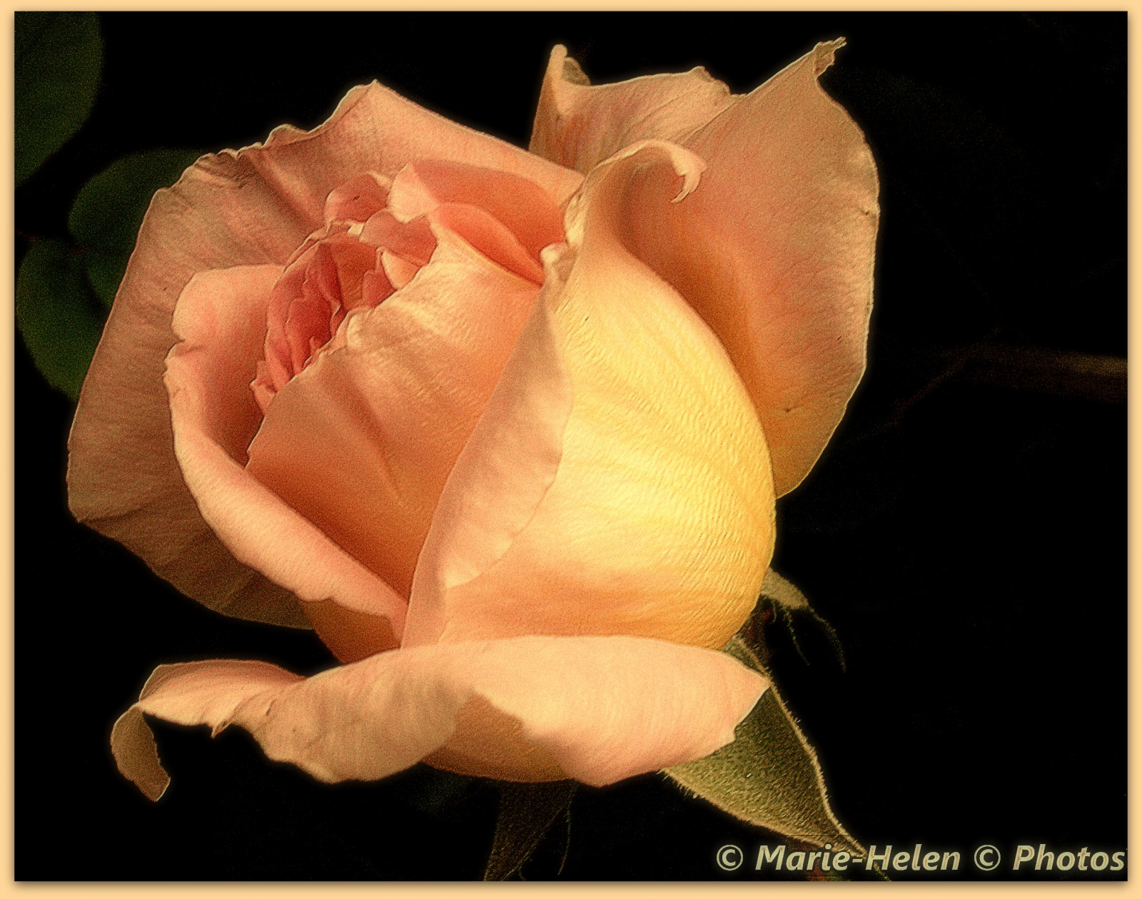 Rose, Fersken, lyserød, venner, blomst, plante, flora, knop, kronblad, naturesfinest, SOE, theoriginalgoldseal, mywinners, golddragon, flickrdiamond, goldstaraward, rubyphotographer, Supershot, fab, dragondaggerphoto, computer tapet, blomstrende plante, tæt på, makrofotografering, stængelplante, stadig liv fotografering, haveroser, rosenfamilien, steg ordre, organisme, dragondaggeraward, floribunda, rosa Centifolia, destilleri