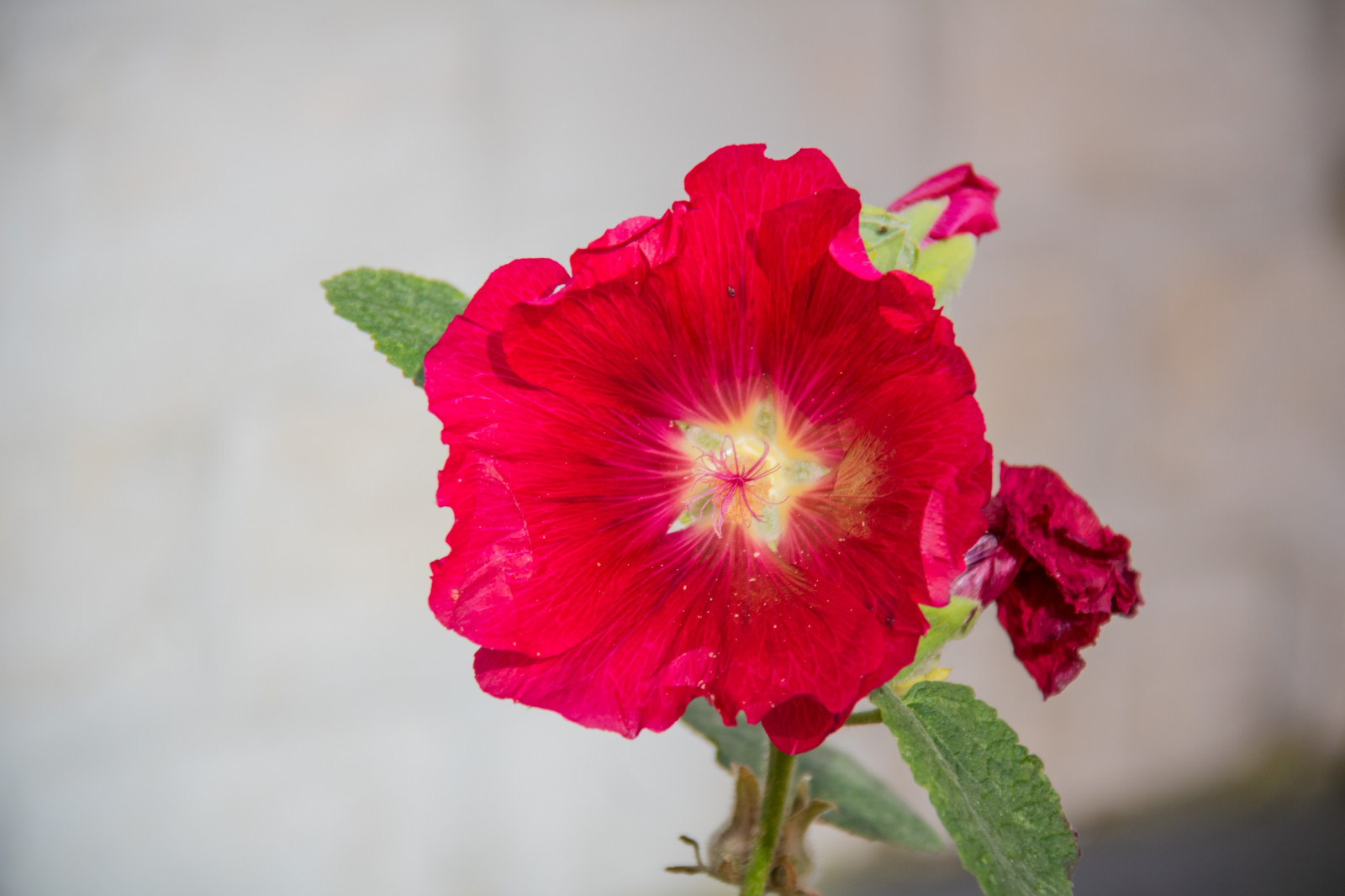 rød, blomst, lyserød, hibiscus, blomst, plante, flora, blomma, lund, stockros, exif model canoneos760d, geocountry, kamera gør kanon, geocity, kameramodel canoneos760d, geostate, geolocation, exif linse efs18200mmf3556is, exif åbning 56, exif focallength 200mm, exif gøre kanon, exif isospeed 320, kronblad, stokrose, jord plante, blomstrende plante, tæt på, makrofotografering, stængelplante, Dianthus, nellike