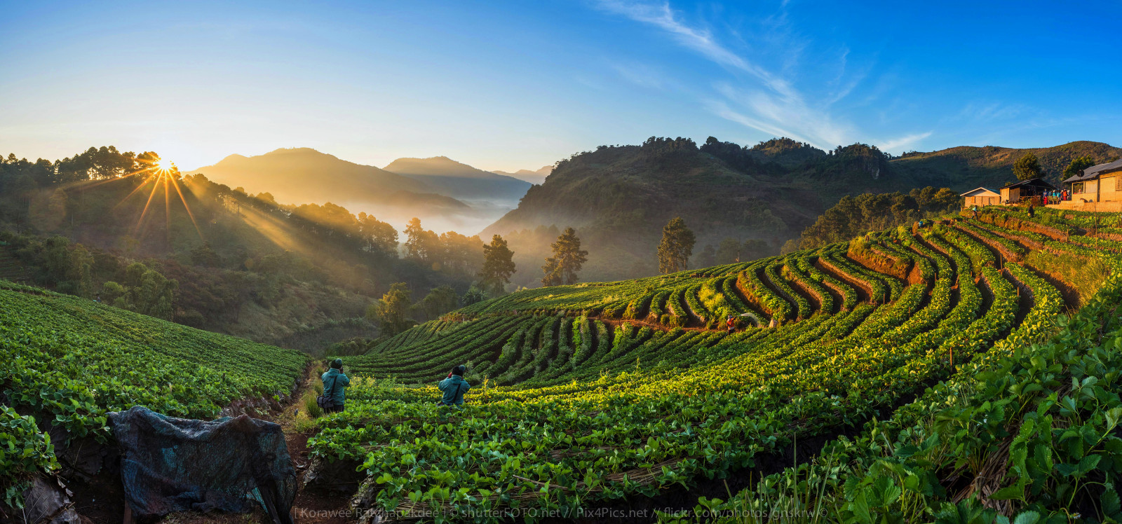 slunečnímu záření, krajina, jídlo, zahrada, kopec, Příroda, tráva, nebe, pole, ovoce, zelená, jahody, večer, ráno, mlha, hospodařit, panoráma, letní, Thajsko, mount scenérie, vinice, kultura, čerstvý, Krásná, strom, mlha, hora, sklizeň, svítání, rostlina, venkovní, bobule, krása, sezóna, přírodní, rostoucí, růst, Pozadí, zemědělství, jahoda, pole, zdravý, zemědělství, plantáž, organický, růst, cestovatel, vysočina, oříznutí, venkov, počítač tapeta, pohoří, stanice hill, práce na zahradě, zralý, chiangmai, Norlae