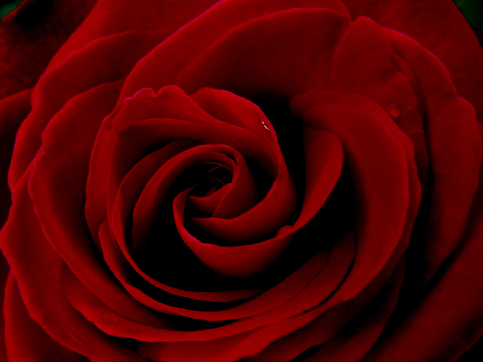 natura, rosso, macro, rosa, UK, fiore, pianta, flora, petalo, Essex, sfondo del computer, pianta fiorita, avvicinamento, fotografia macro, staminali vegetali, still life, rose da giardino, famiglia di rosa, ordine di rosa, floribunda, Rosa centifolia, Harlow, ilroseto, China rose