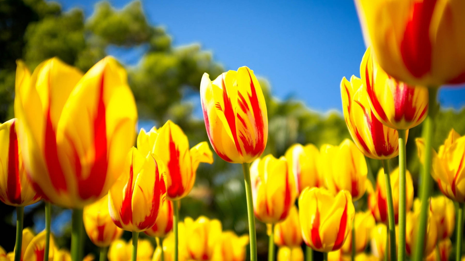 Hoa tulip, màu vàng, Cánh hoa, hoa, thực vật, Tulip, Hệ thực vật, Cánh hoa, Thực vật học, Nhà máy đất, thực vật có hoa, Chụp macro, Thân cây, Lily family, Thân cây