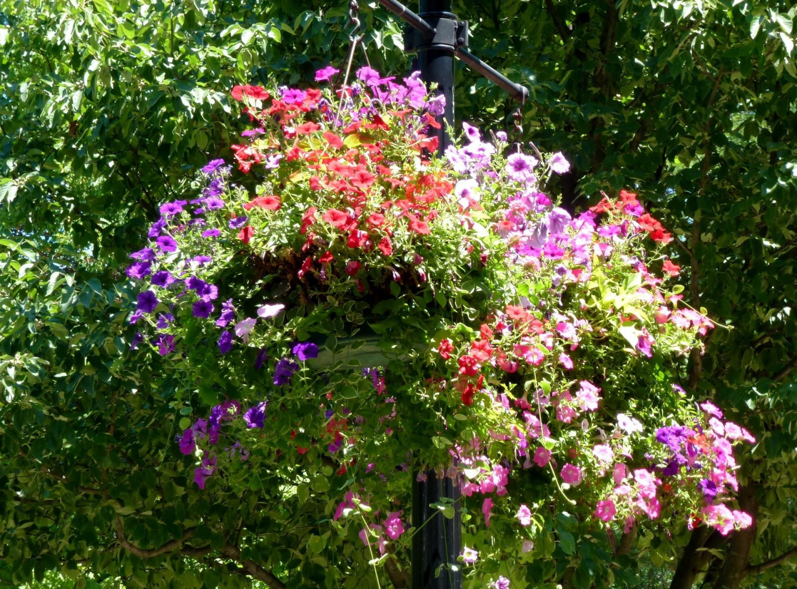 Wallpaper petunia, flowers, pots, herbs, trees 1920x1420 1052122