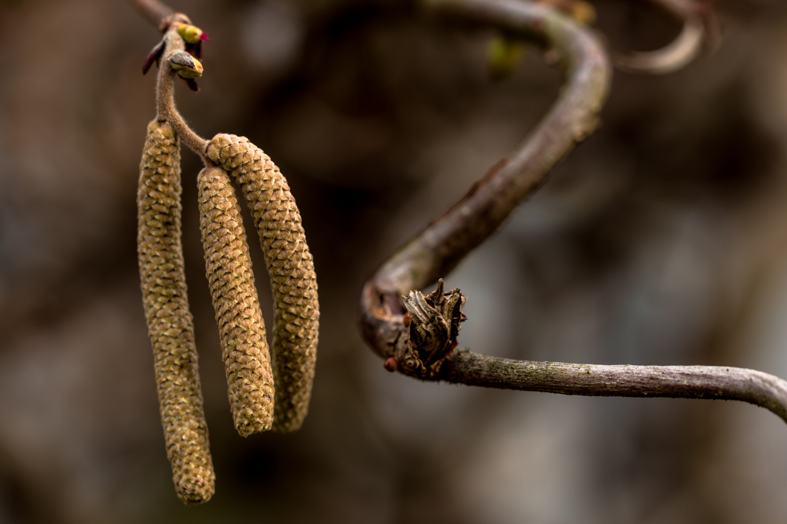 Itálie, zima, makro, větev, uklidnit, hnědý, Kánon, jaro, strom, Tamron, semínko, Italia, flóra, 60mm, inverno, 70d, calma, albero, větvička, canon70d, zblízka, makro fotografie, závod stonek, marrone, seme, tamron60mmmacro, pianta, Nocciolo, Contorto, Nocciolocontorto