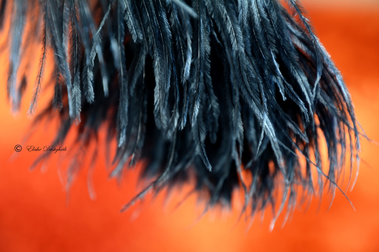 Struts Bird Wallpaper : elahe, fj der, feather, black, svart, ostrich, struts, bird ...