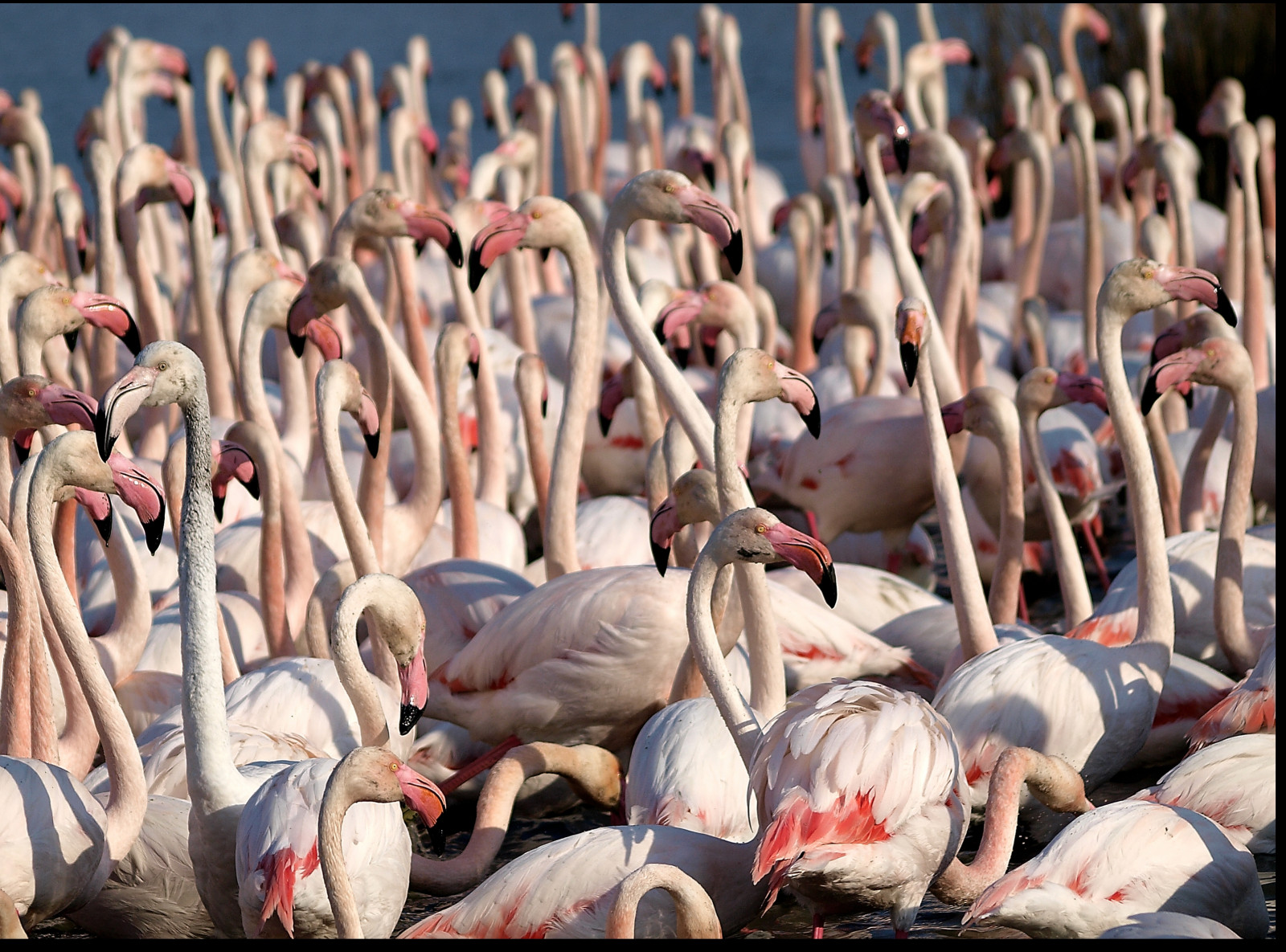 Francie, publikum, Olympus, Provence, Marseille, E3, pták, mygearandme, de, plameňák, chlívek, pont, dav, 70300, du, dazur, alpes, obratlovců, vodní pták, Gau, Rhone, Bouches, 1260