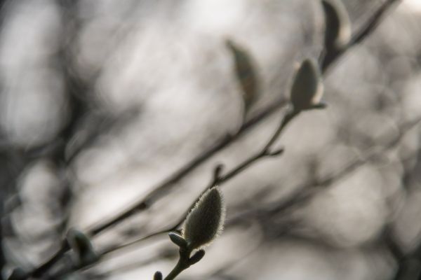 雪,冬季,白色,单色,摄影,科