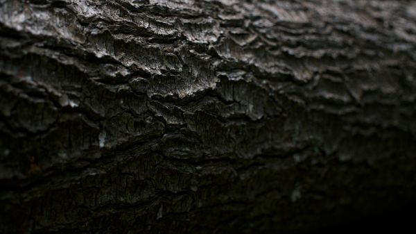 wood texture,tree bark,wood,bark,plants
