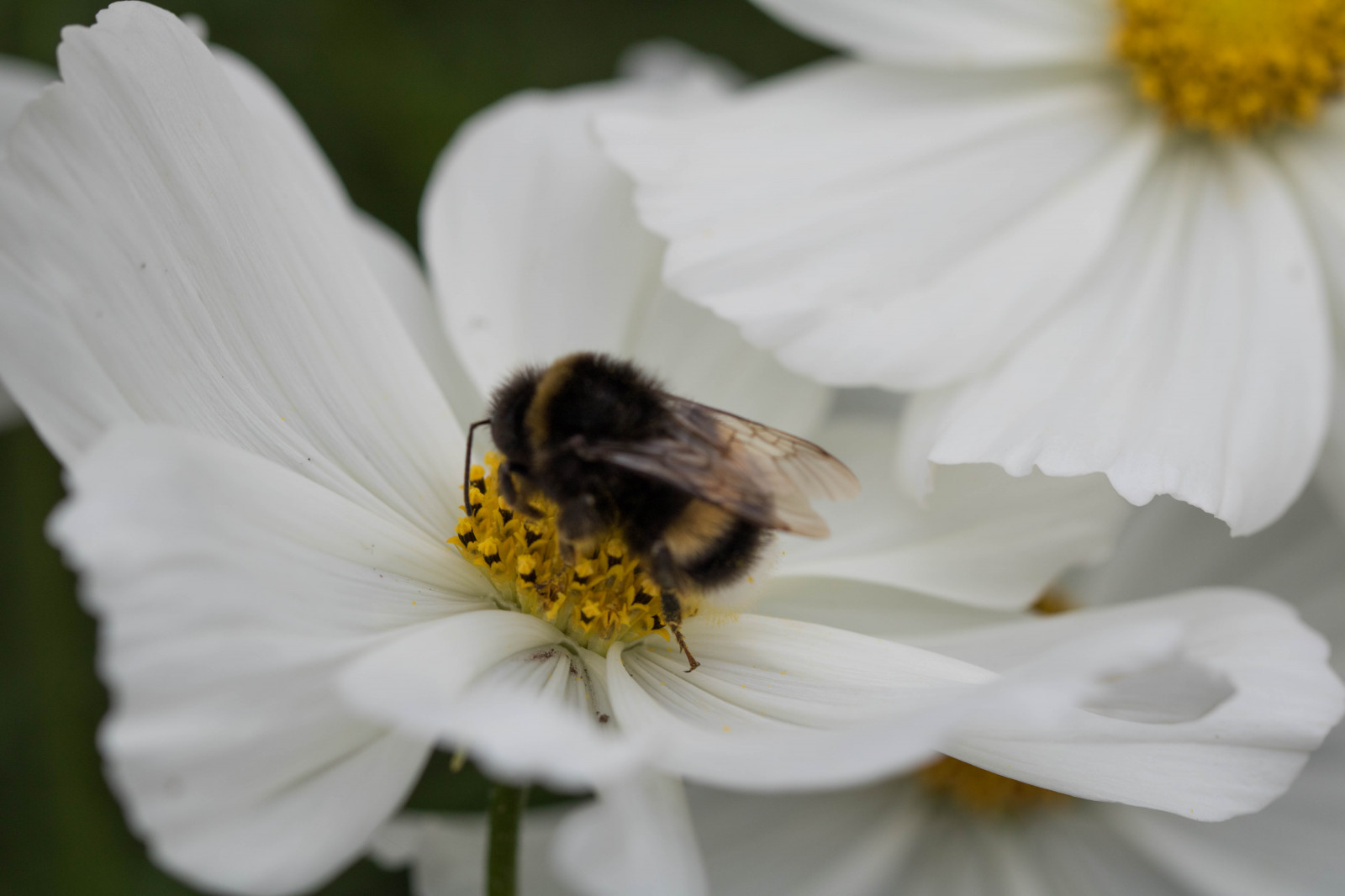 สีขาว, ธรรมชาติ, การถ่ายภาพ, แมลง, เรณู, เบ่งบาน, Bumblebee, ผึ้ง, ดอกไม้, ปลูก, พืช, Blomma, katrinetorp, katrinetorpslanderi, insekt, กลีบดอก, ไบ, สัตว์ป่า, พฤกษศาสตร์, ใกล้ชิด, การถ่ายภาพมาโคร, สัตว์ที่ไม่มีกระดูกสันหลัง, แมลงเมมเบรน, น้ำทิพย์, น้ำผึ้ง, แมลงผสมเกสร