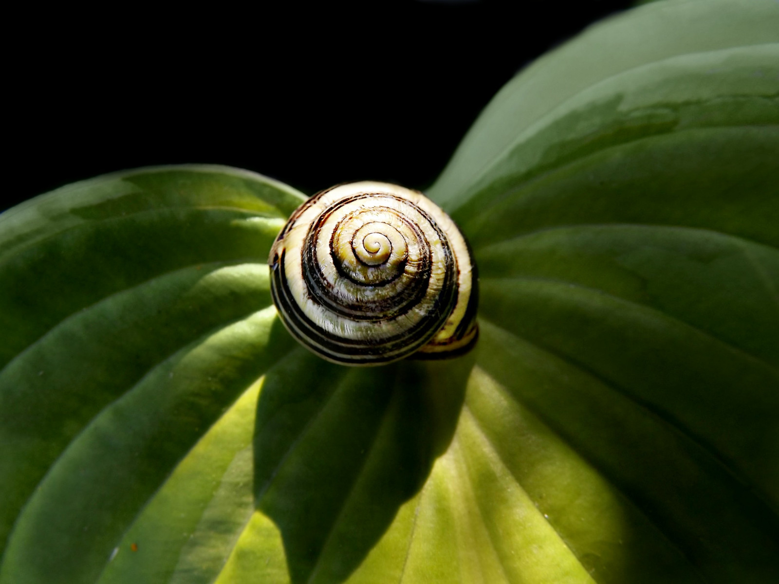 zahrada, Příroda, fotografování, makro, zelená, žlutý, letní, hlemýžď, list, květ, rostlina, flóra, fauna, vyrobit, botanika, zblízka, makro fotografie, závod stonek, bezobratlý