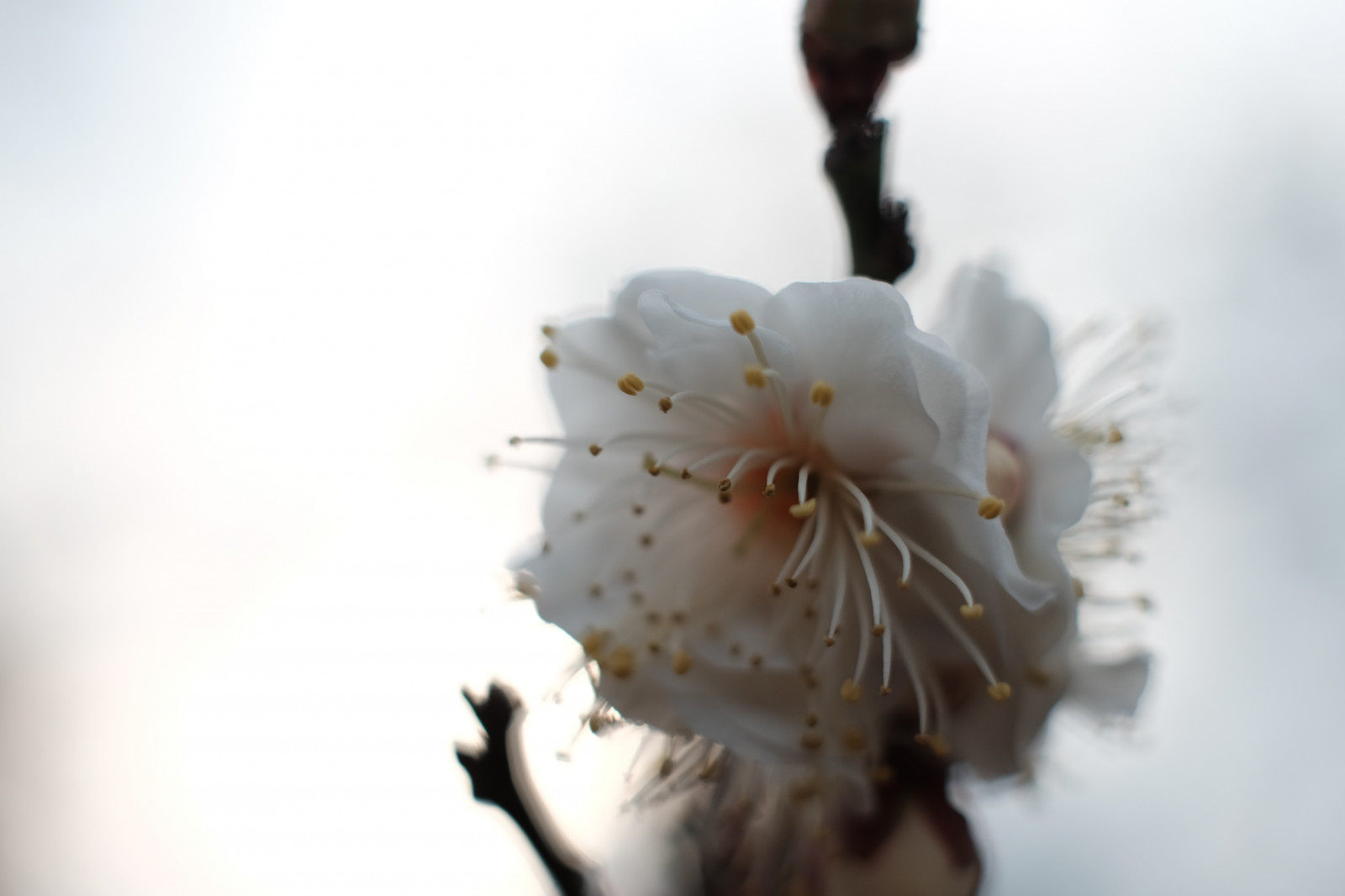 bianca, fotografia, ramo, fiore di ciliegio, fiorire, primavera, Tokyo, Fujifilm, fiore, pianta, palma, flora, petalo, Fujinon, ikegamibaien, xf35mmf14r, classicchrome, X, xf35mm, xt1, mcex, mcex11, produrre, impianto di terra, pianta fiorita, avvicinamento, fotografia macro