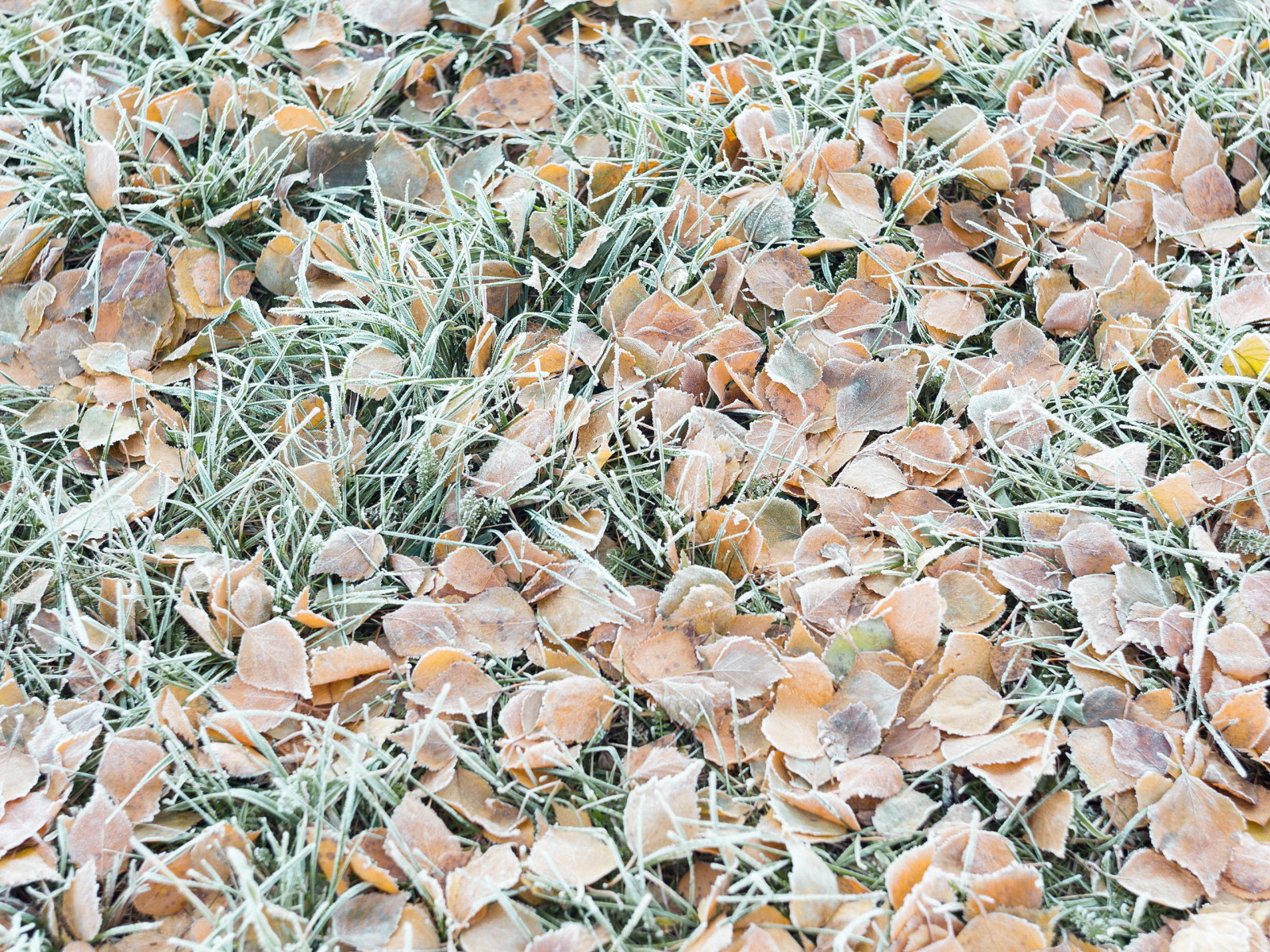 podzim, listy, Příroda, tráva, větev, Studený, mráz, textura, přízemní, strom, podzim, list, květ, rostlina, sezóna, flóra, materiál, okvětní lístek