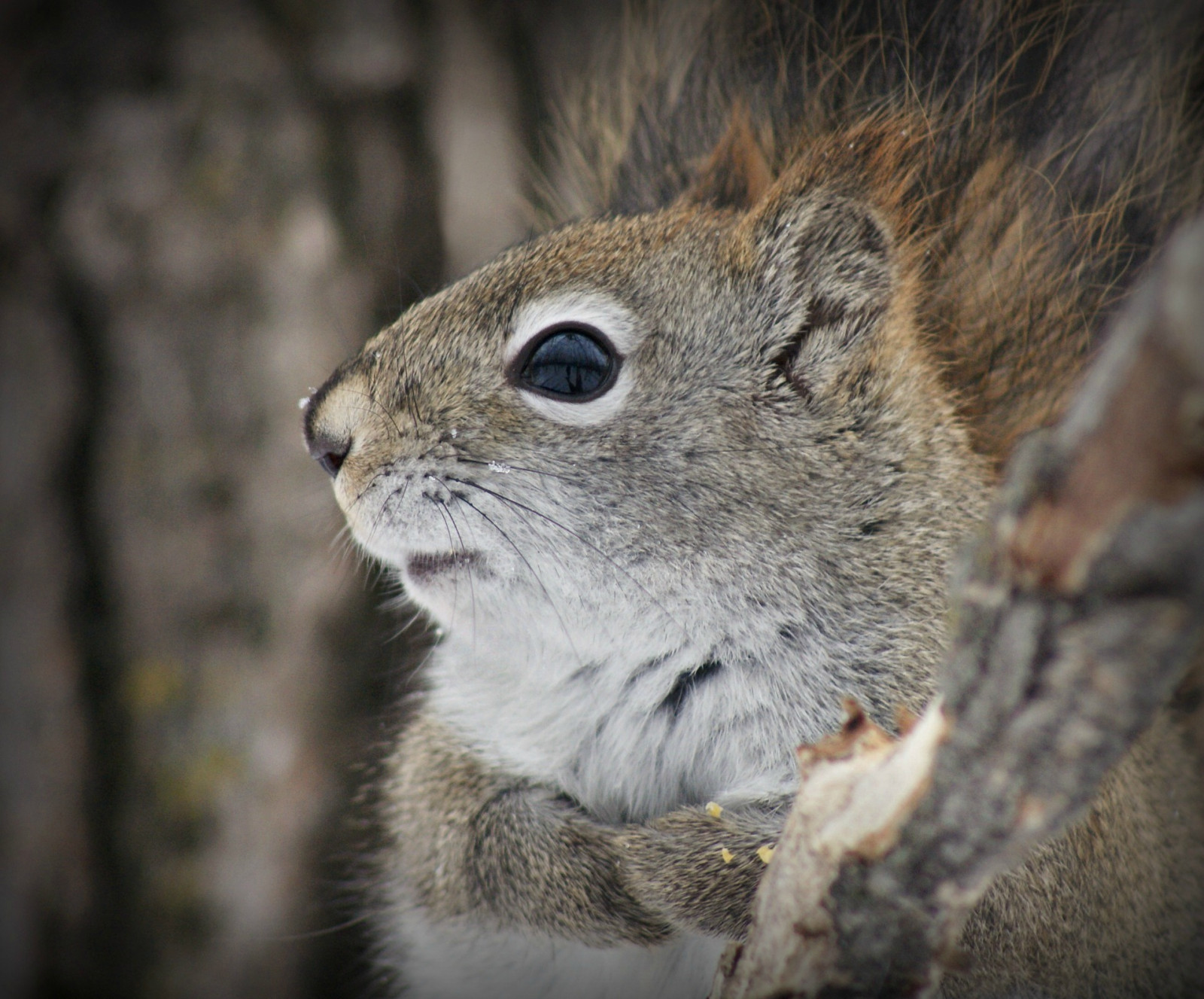 Červené, divoký, Kanada, strom, roztomilý, zvíře, detailní, veverka, sedící, tvor, ngc, Manitoba, npc, kůra, žvýkání, Fortwhyte, fluffball, snowynose, sunrays5