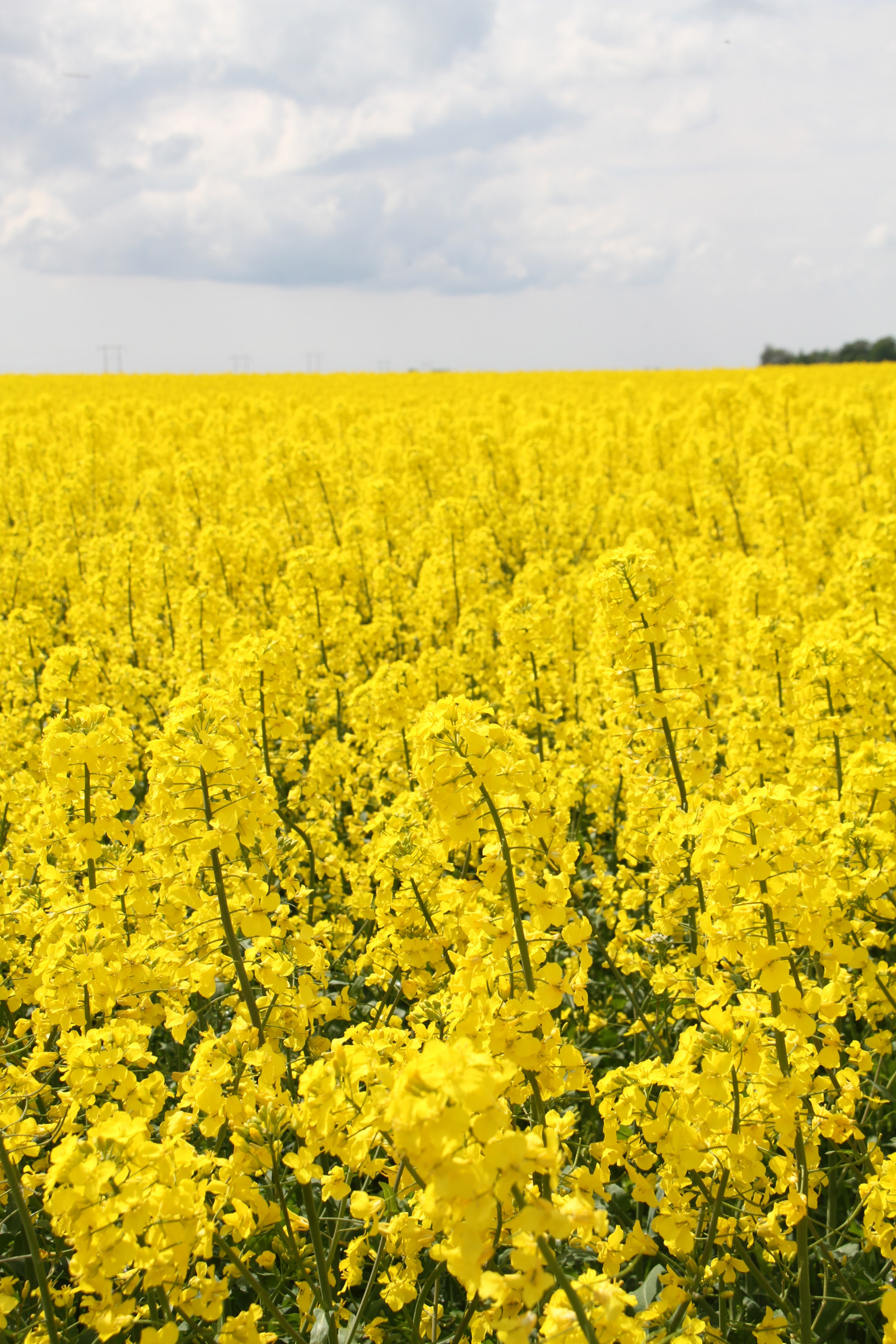 Wallpaper : landscape, food, field, yellow, Rapeseed, flower ...