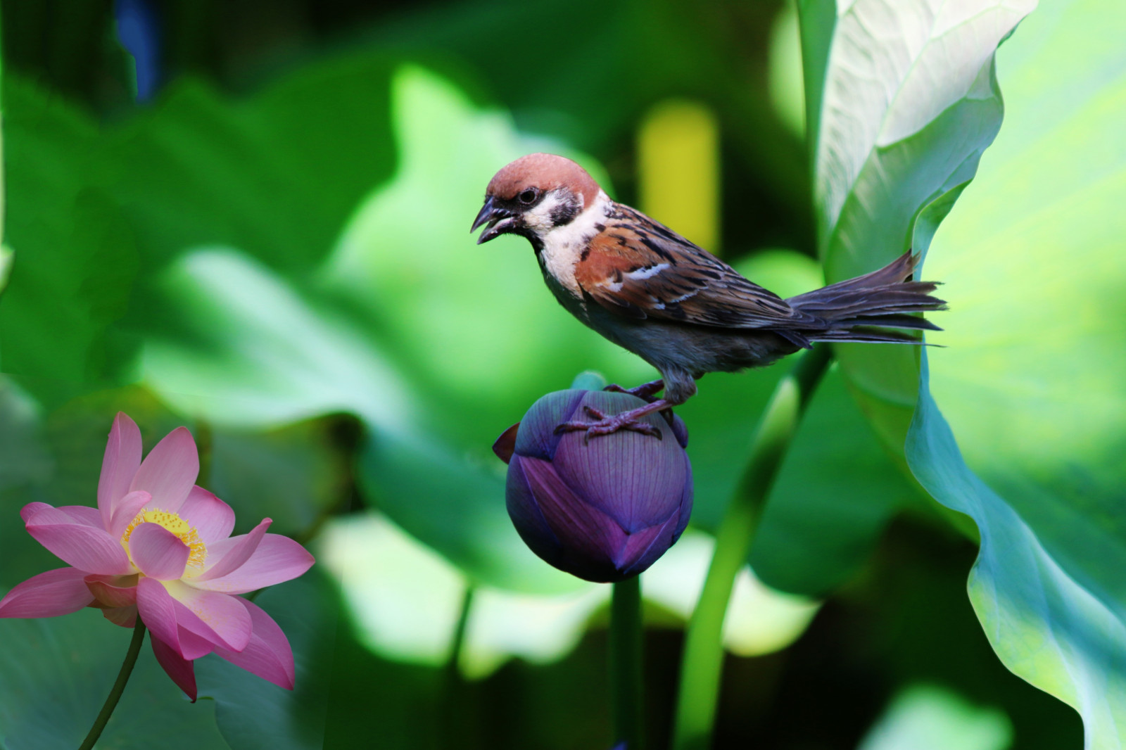 Wallpaper sparrow, lily, flowers, bird 5258x3505 wallhaven
