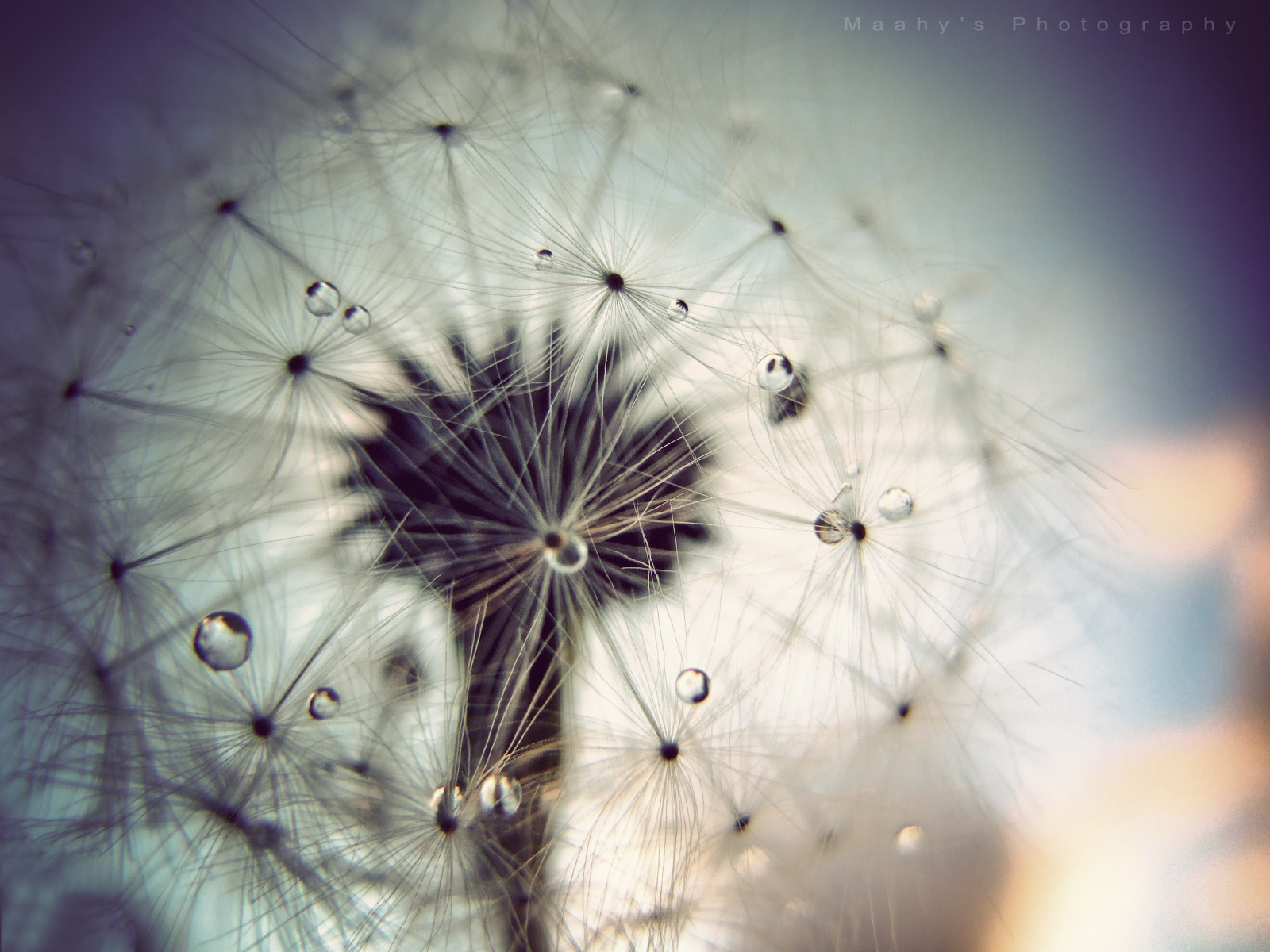 นิวซีแลนด์, ท้องฟ้า, บ้าน, ดอกไม้, แมโคร, น้ำ, สวย, ใกล้ชิด, ว้าว, น่าแปลกใจ, หยด, โฟกัส, สำรวจ, โอ๊คแลนด์, ง่าย, หน้าแรก, dendilion, abigfave, goldstaraward, maahy