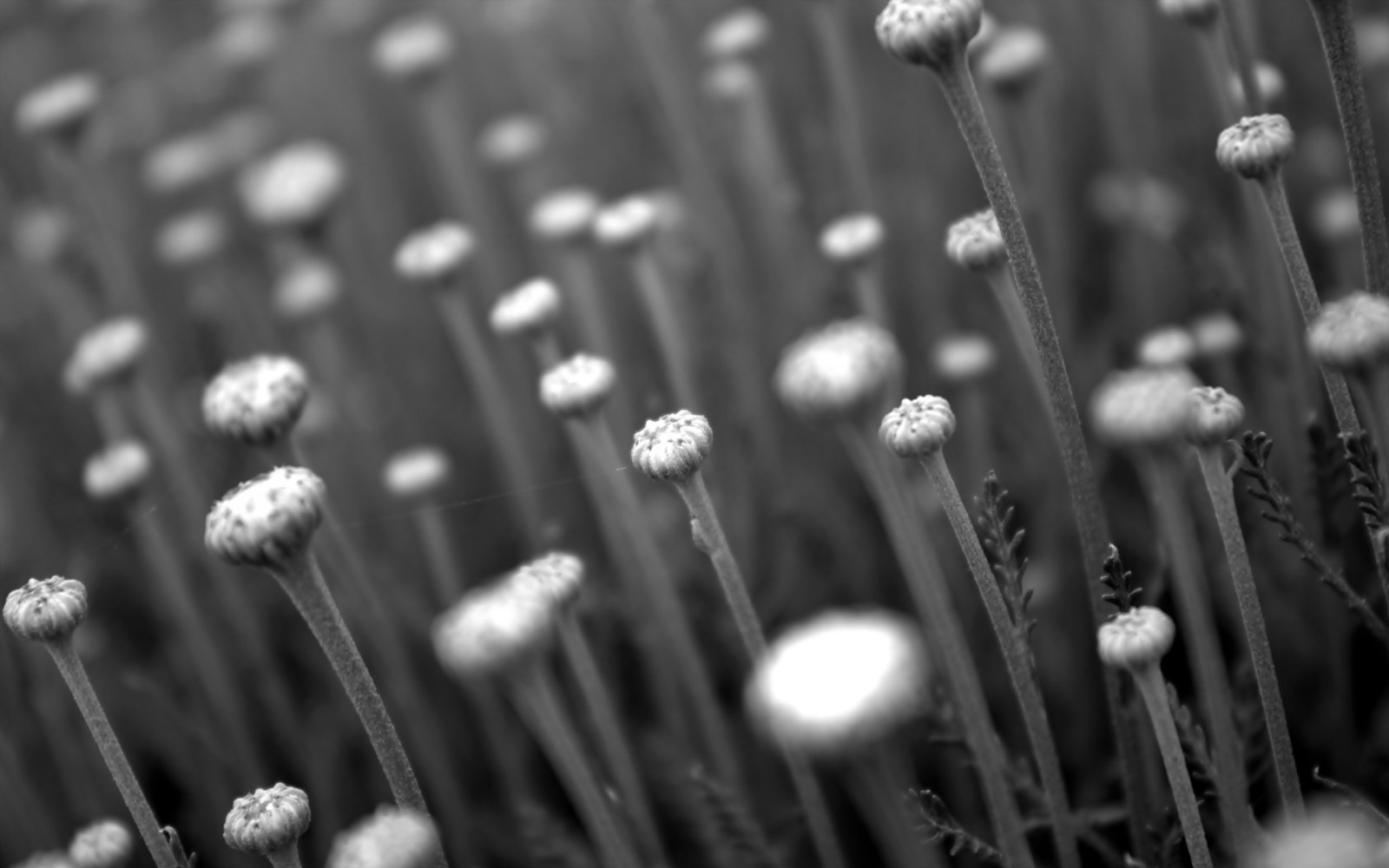 Wallpaper Plants Flowers Black White Branches Dried 2560x1600 