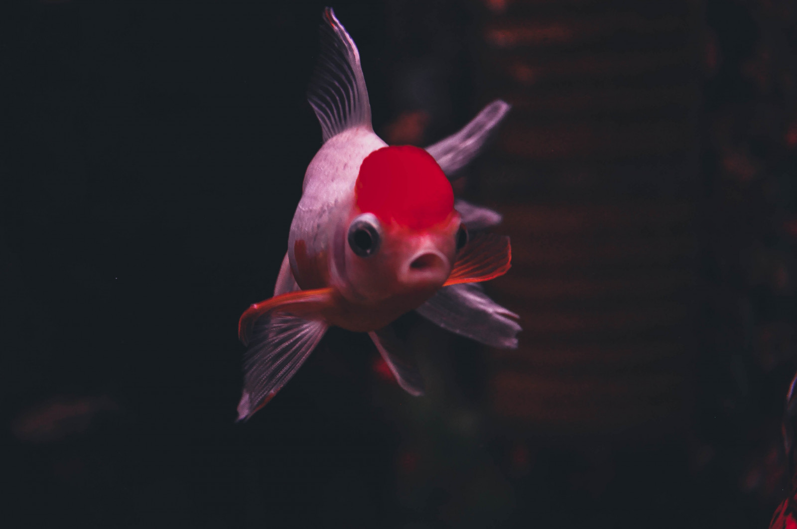 มหาสมุทร, บราซิล, สัตว์เลี้ยง, ปลา, น้ำ, สัตว์, สัตว์, Brasil, Photoshop, การถ่ายภาพ, 50 มม, รูปภาพ, Nikon, ช่างภาพ, d, ลูกเบี้ยว, MM, 105, nikkor, 18, 50, 90, lightroom, การถ่ายภาพ, 18105, d90, vsco, vscofilm, vscocam