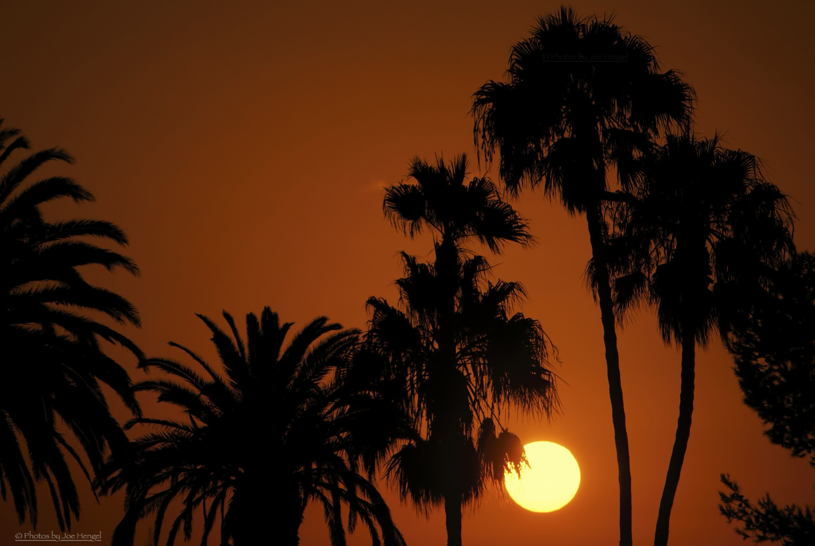 deepinthecaliforniajungle, palme, palma, palmfronds, SoCal, California del Sud, tramonto, sera, Luce della sera, eveningskies, watchingthesunset, Theoc, Orange County, oc, all'aperto, arancia, goldenstate, splendore, alberi, cielo, Dana Point, oscurità, saltcreekbeachpark, saltcreek, sagome, silhouette, 7dwf