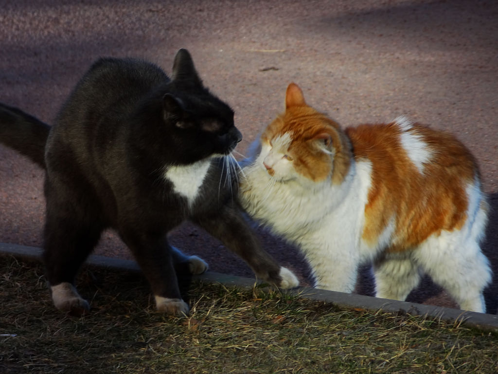 kočka, zvěř, nos, kníry, Domácí mazlíčci, kočky, kotě, fauna, savec, sooc, obratlovců, kočka jako savci, malé až středně velké kočky, domácí krátké vlasy kočka, Katter