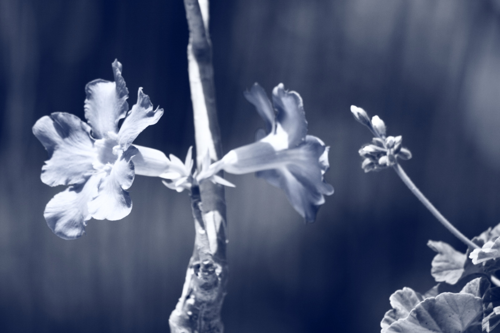 sollys, hvid, monokrom, blomster, have, natur, vinter, fotografering, Indien, afdeling, blå, frost, altan, blomst, forår, Fryser, lys, blad, blomst, plante, flora, mørke, kronblad, swamistream, swamistreamcom, Karnataka, sort og hvid, monokrom fotografering, tæt på, makrofotografering, stængelplante, Bangalore, osborneroad, ulsor