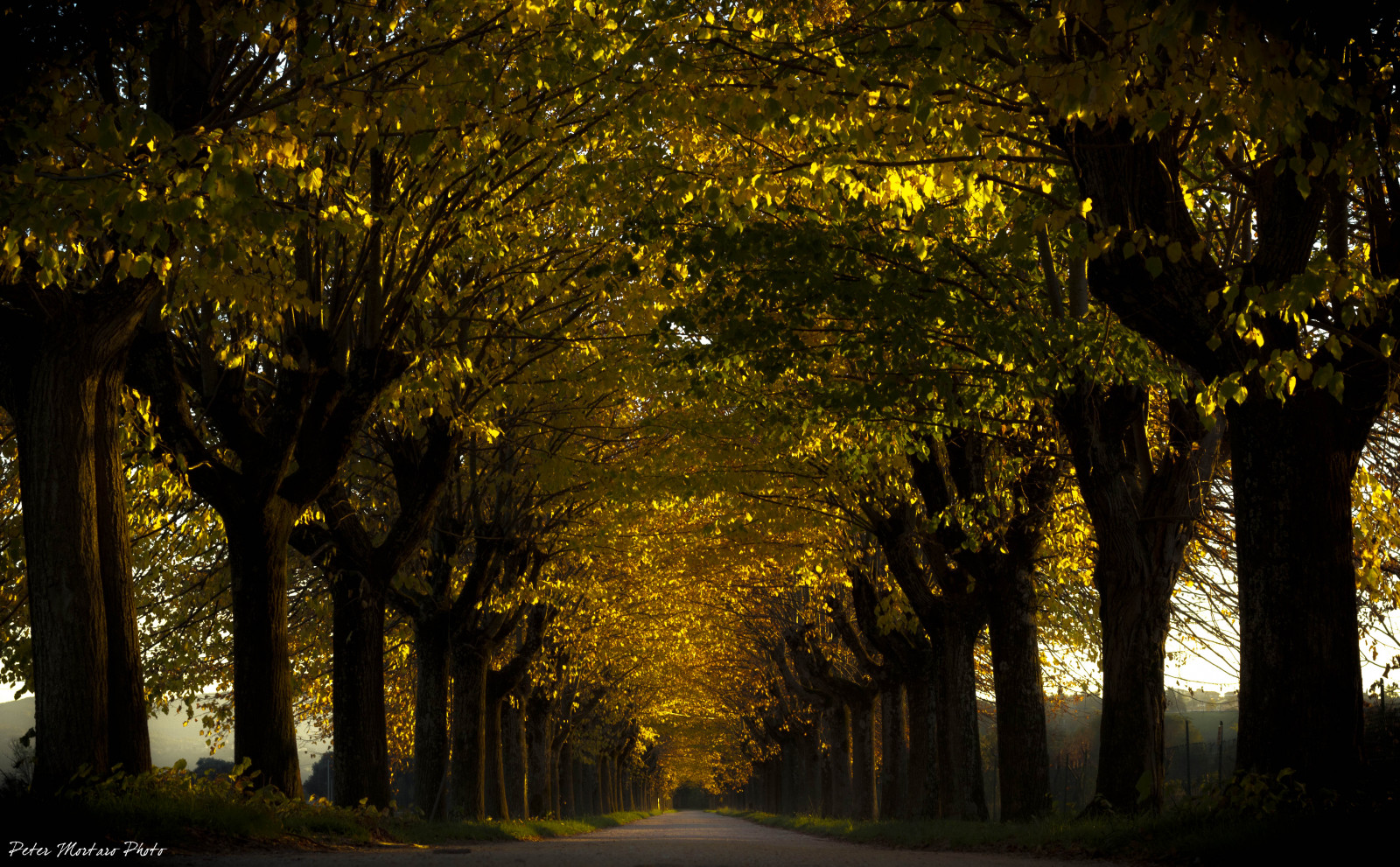 slunečnímu záření, krajina, les, lidé, bílý, Černá, ulice, noc, Příroda, větev, večer, ráno, Kánon, časopis, světlo, strom, národní, podzim, cestovat, list, zeměpisný, rostlina, sezóna, tělesné, Samyang, tma, geo, nat, persone, bianco, nero, eos, colori, autunno, projekt, E, ef, mld, zálesí, foglie, počítač tapeta, dřevina, EFS, Petr, osvětlení krajinářské, movimento, zpravodaj, mortaro, 14mmit