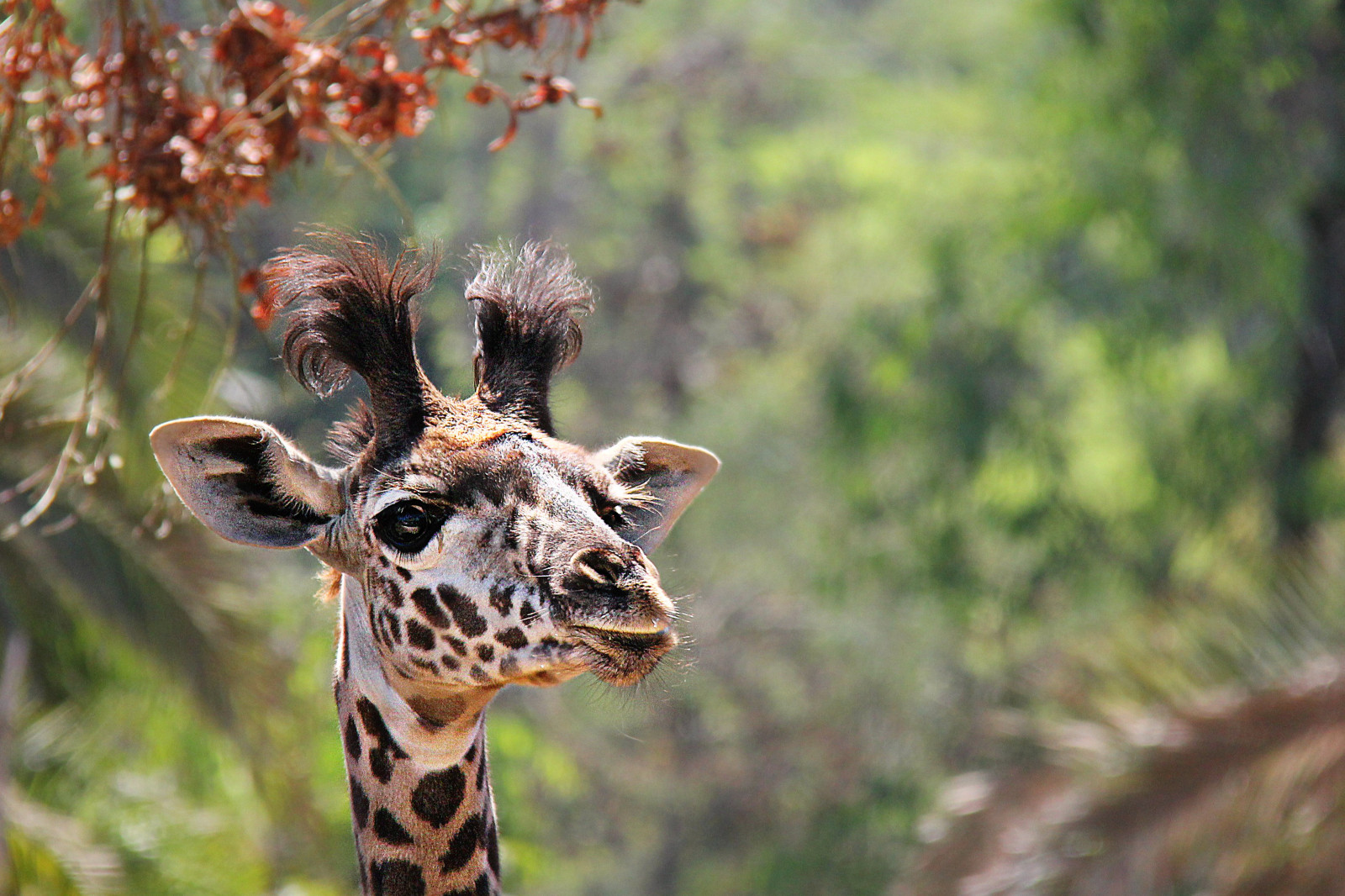 หญ้า, แตร, สัตว์ป่า, ทารก, สหรัฐอเมริกา, สวนสัตว์, ถิ่นทุรกันดาร, ต้นไม้, น่ารัก, ป่า, สูง, ยีราฟ, Safari, vigilantphotographersunite, สัตว์ป่า, สัตว์เลี้ยงลูกด้วยนม, vpu2, vpu3, vpu4, vpu5, vpu6, vpu7, vpu8, ทารก, จุด, ป่าไม้, จมูก, giraffidae, สะวันนา, สิ่งมีชีวิต, Sandiegoca, terrestrial animal