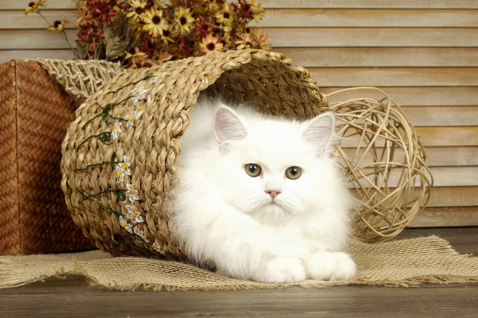 2560x1702 px, Корзинка, Кот, Белое