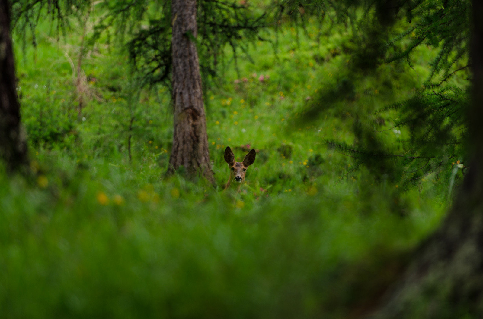 krajina, les, Jelen, Příroda, tráva, dřevo, větev, mech, zelená, večer, Volně žijících živočichů, Švýcarsko, Nikon, divočina, džungle, Alpy, deštný prales, přírodní rezervace, strom, F28, 70200, NIKKOR, list, rostlina, D7000, vegetace, forrest, Schweiz, alpen, švýcarský, vr, suisse, valais, zálesí, háj, ekosystém, mírné jehličnatý les, biome, kufr, tráva rodina, prales, smíšený les, Wallis, opadavý, non vaskulární suchozemská rostlina, lužní les, Zwitserland, spruce fir forest, northern hardwood forest concept, tropical and subtropical coniferous forests, valdivian temperate rain forest
