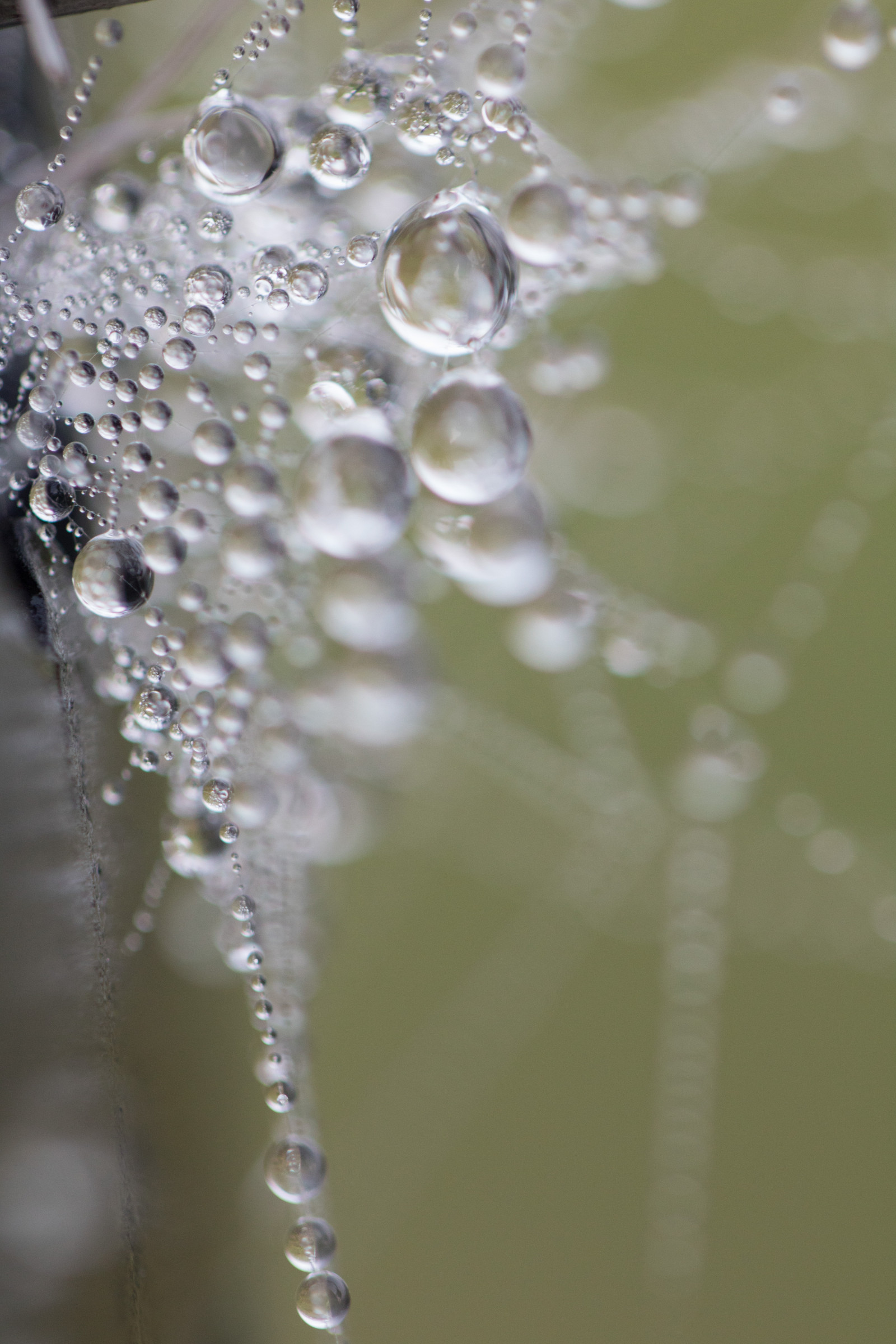 sollys, vand, natur, afspejling, fotografering, afdeling, grøn, is, mønster, dug, Fryser, blad, blomst, dråbe, Vatten, natur, spindeln t, dråbe, s dersl tt, reflektion, exif model canoneos760d, geocountry, kamera gør kanon, geocity, kameramodel canoneos760d, geostate, geolocation, exif gøre kanon, m NSTER, exif focallength 100mm, exif linse ef100mmf28lmacroisusm, DAGG, n t, exif isospeed 640, exif åbningen 28, kronblad, vattendroppe, tæt på, makrofotografering, stængelplante, fugtighed