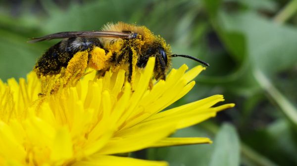nature,insect,yellow,pollen,Bumblebee,Bee