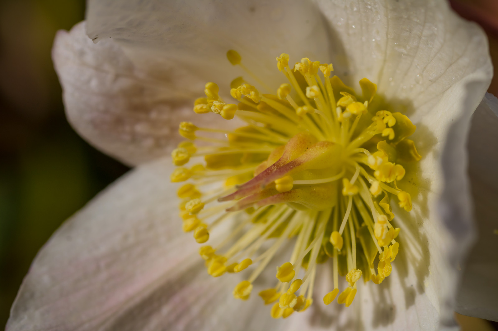 giallo, polline, fiorire, fiore, pianta, flora, blomma, katrinetorp, katrinetorpslanderi, petalo, christmasrose, julros, Fiore di campo, botanica, impianto di terra, pianta fiorita, avvicinamento, fotografia macro, staminali vegetali