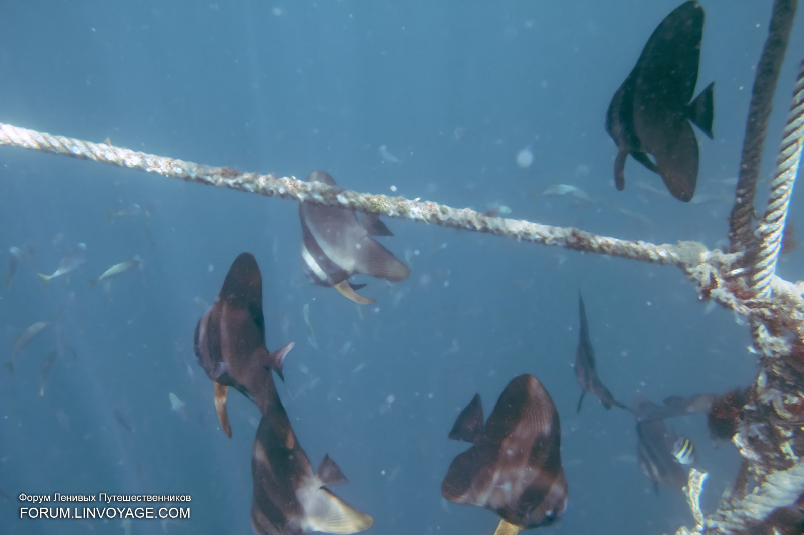 sportovní, loď, západ slunce, moře, žralok, voda, nebe, vozidlo, Ryba, zelená, modrý, slunce, Pod vodou, korál, ostrov, letní, Malajsie, šnorchlování, jachta, Thajsko, člun, rybolov, delfín, potápění, biologie, Langkawi, barva, klidný, venkovní, oceán, skořápka, stožár, humr, Pattaya, Samui, phuket, phuketian, plachta, Lanta, phuketphotographernet, forumlinvoyagecom, korály, Lipe, httpforumlinvoyagecom, útes, Ó, mořská biologie, vodní sport