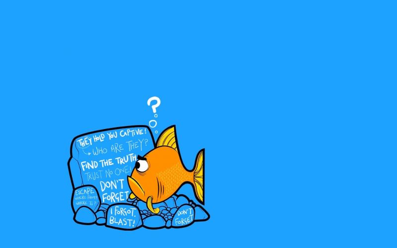 1440x900 px, Humor, Text, Fisch