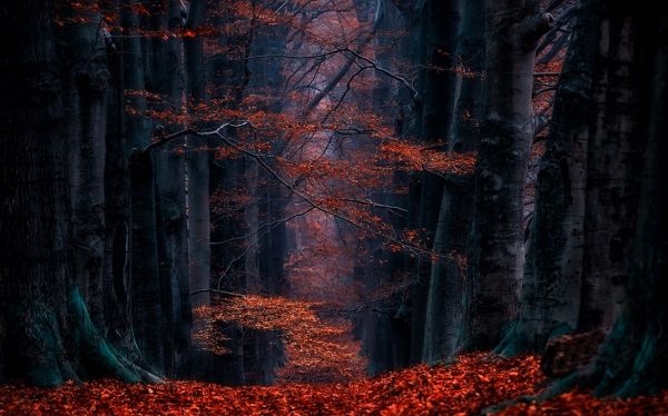 sunlight,trees,landscape,forest,leaves,fall