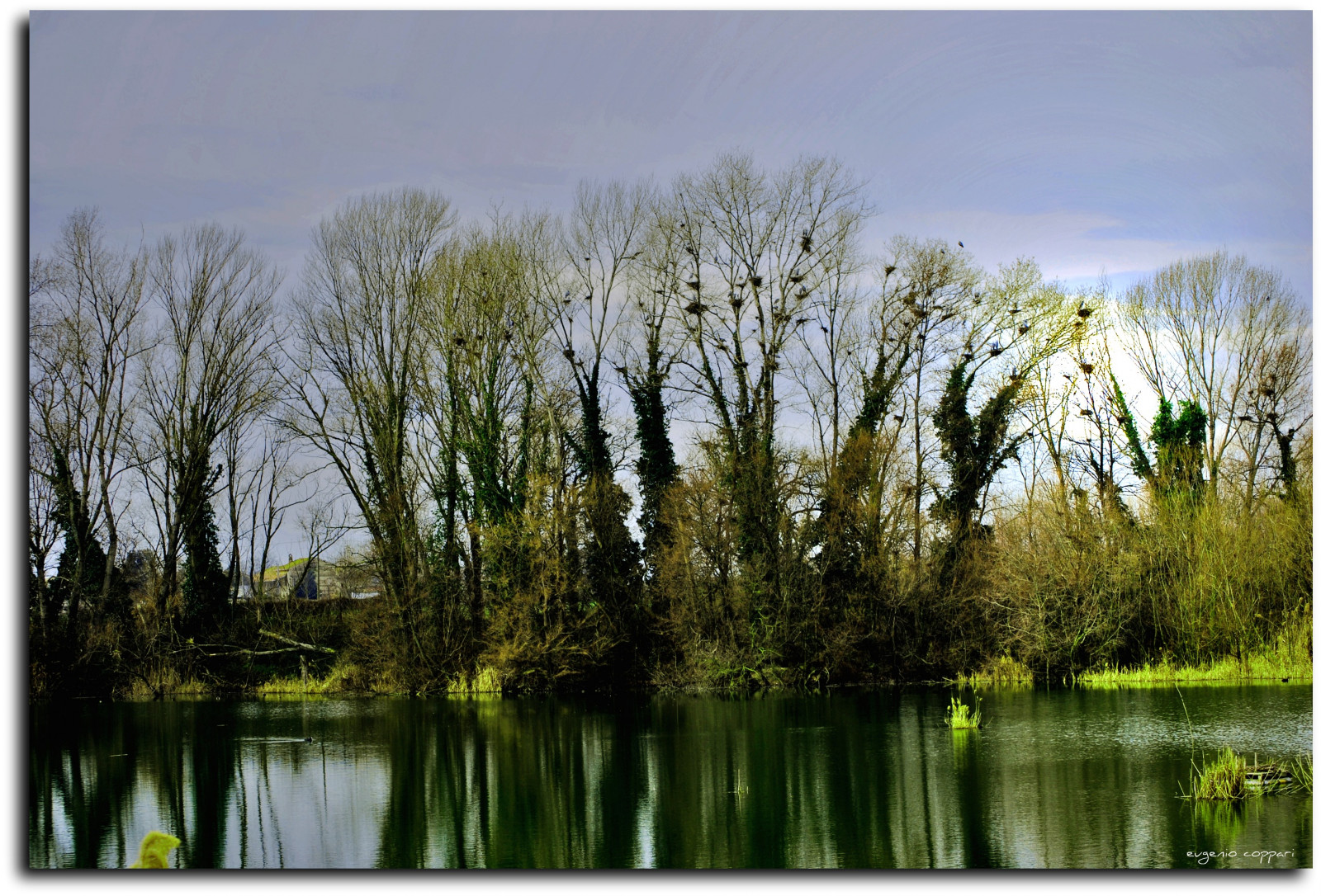 stromy, Přátelé, světlo, nebe, Itálie, slunce, strom, zelená, mě, Příroda, alberi, krajina, Nikon, Evropa, Italia, země, natura, Campagna, arbres, cielo, Arvore, podrážka, Paesaggi, Marche, Jesi, Eugenio, naturaincontaminata, Staffolo, Coppari, vaše země, paesaggimarchigiani