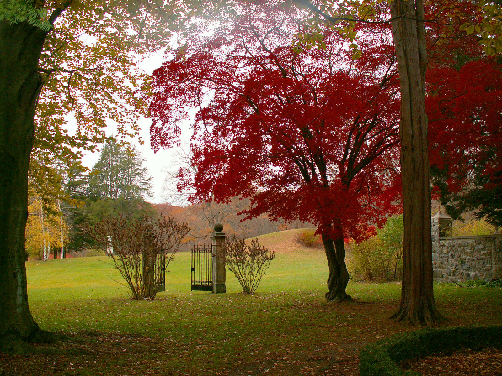 Baggrunde : parkere, rød, træ, smuk, japansk, ahorn, Port, nj, Ringwood ...