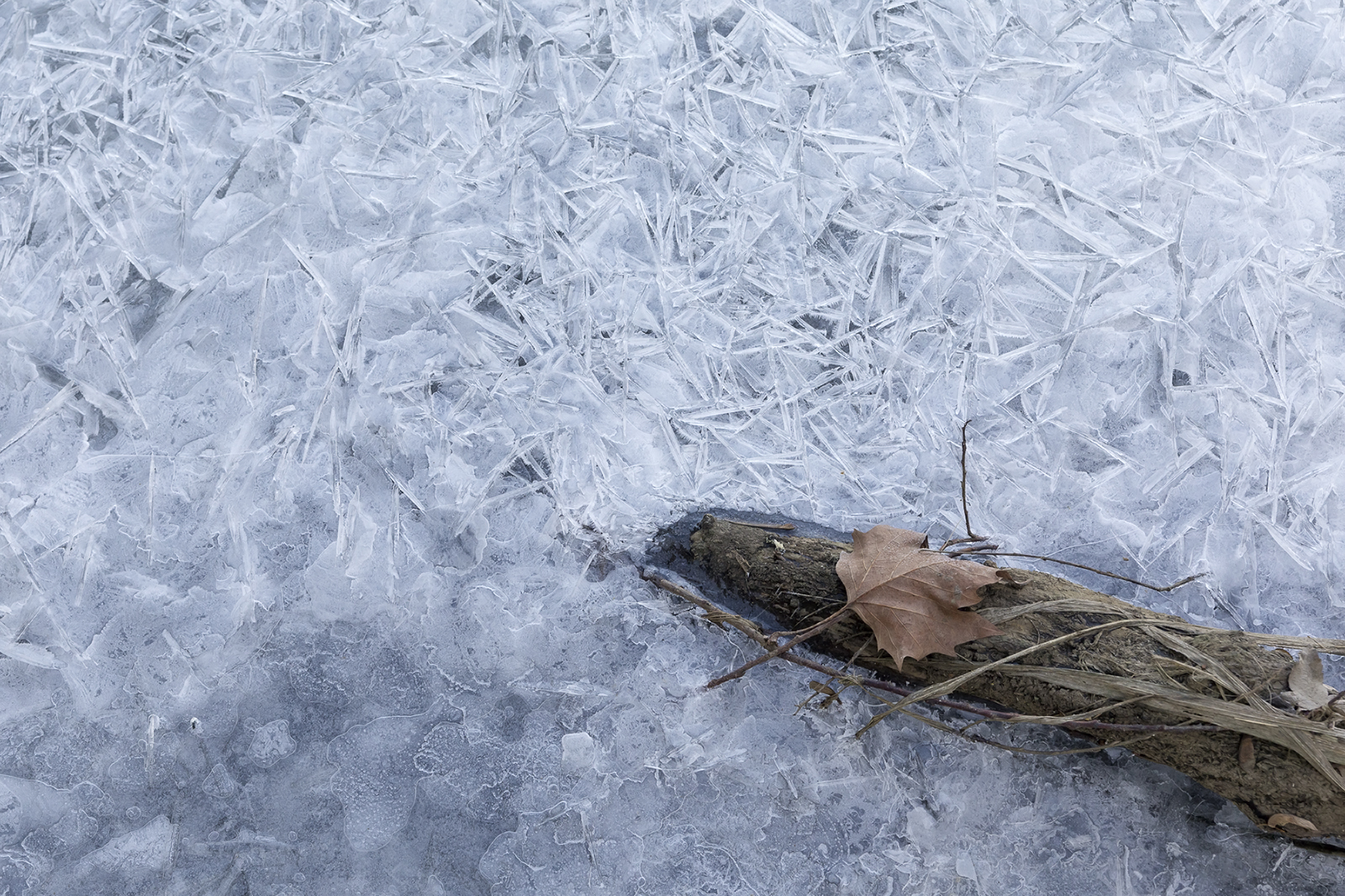 กะลา, น้ำแข็ง, ศิลปะ, ธรรมชาติ, feuille, morte, ตาย, ใบไม้, ฤดูหนาว, hiver, รูปแบบ, ลวดลาย, น้ำค้างแข็ง, กินเจ