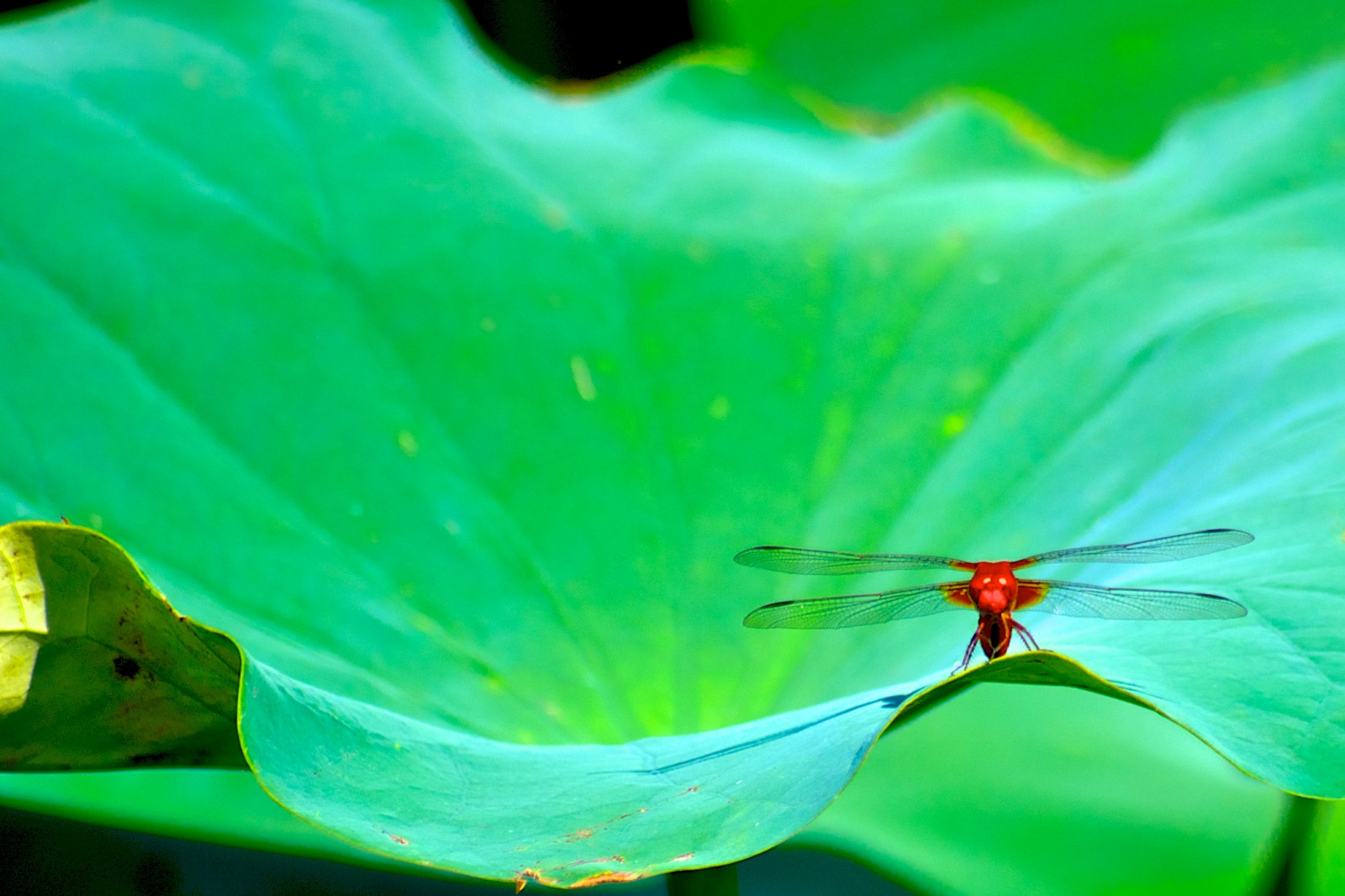 Wallpaper : leaf, Lotus, dragonfly, yakushiikepark 2097x1398