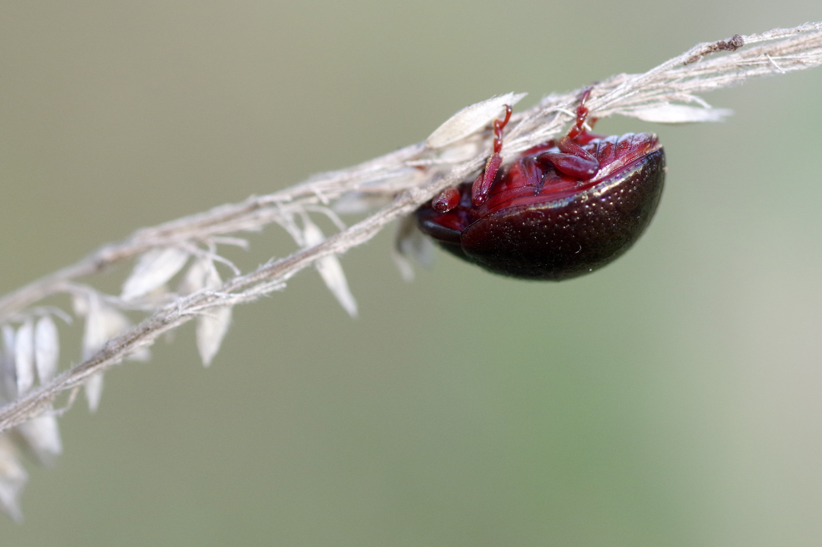 Spec Insect Wallpaper : macro, insect, insecte, coleopt re, specinsect ...